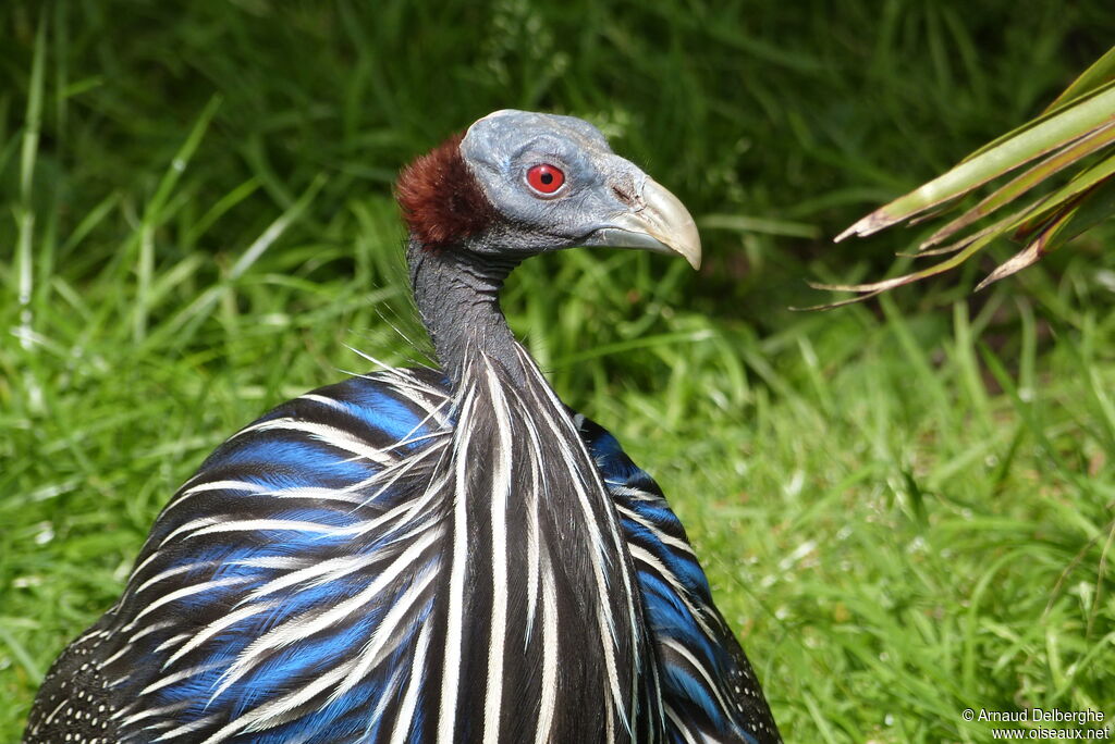 Vulturine Guineafowl