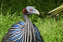 Vulturine Guineafowl