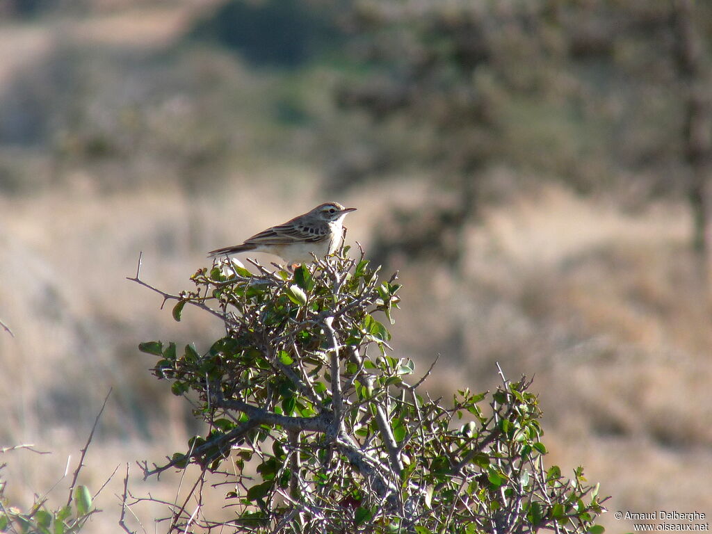 Pipit à dos uni