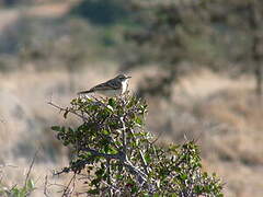 Plain-backed Pipit