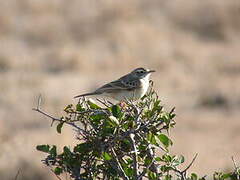 Pipit à dos uni