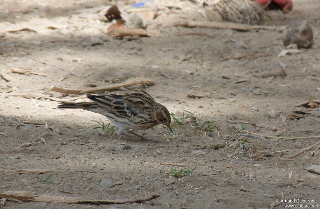 Pipit à gorge rousse