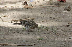 Red-throated Pipit