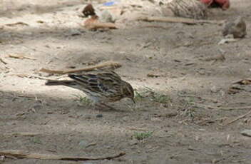 Pipit à gorge rousse