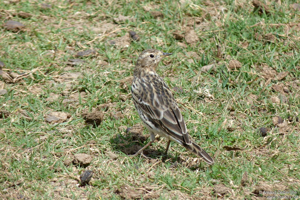 Pipit à gorge rousse