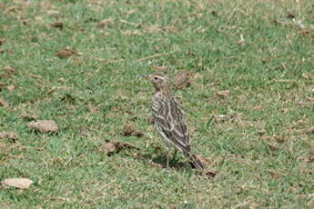 Pipit à gorge rousse