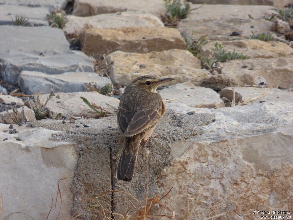 Long-billed Pipit