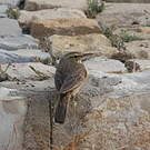 Pipit à long bec