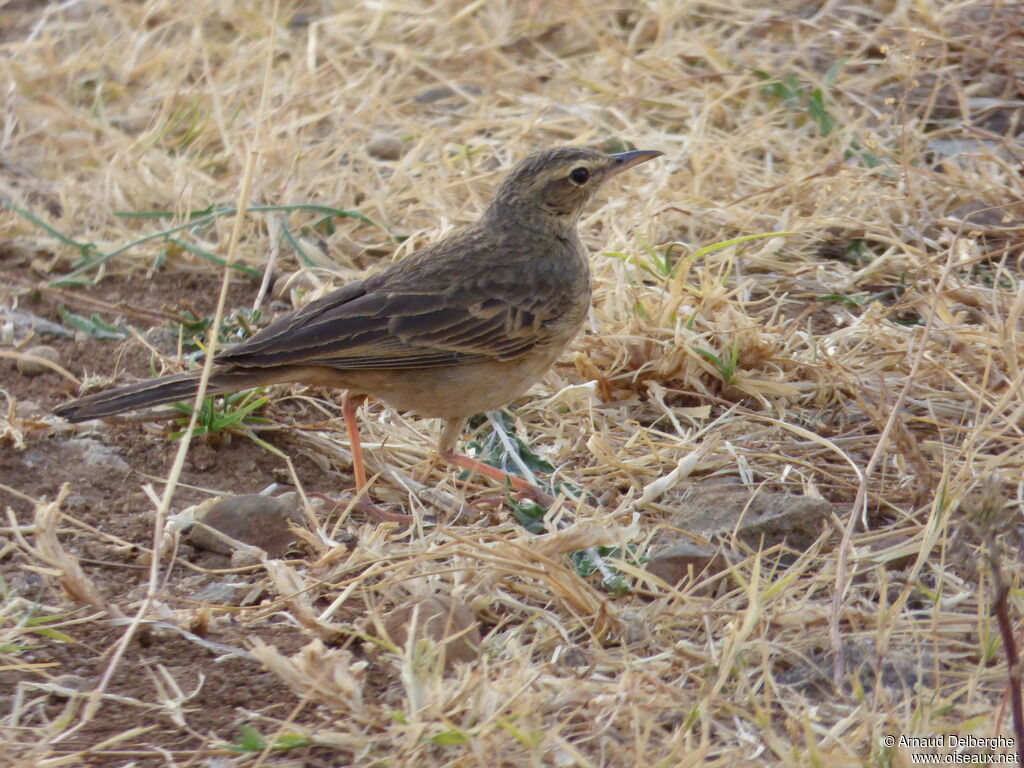 Long-billed Pipit