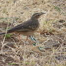 Pipit à long bec