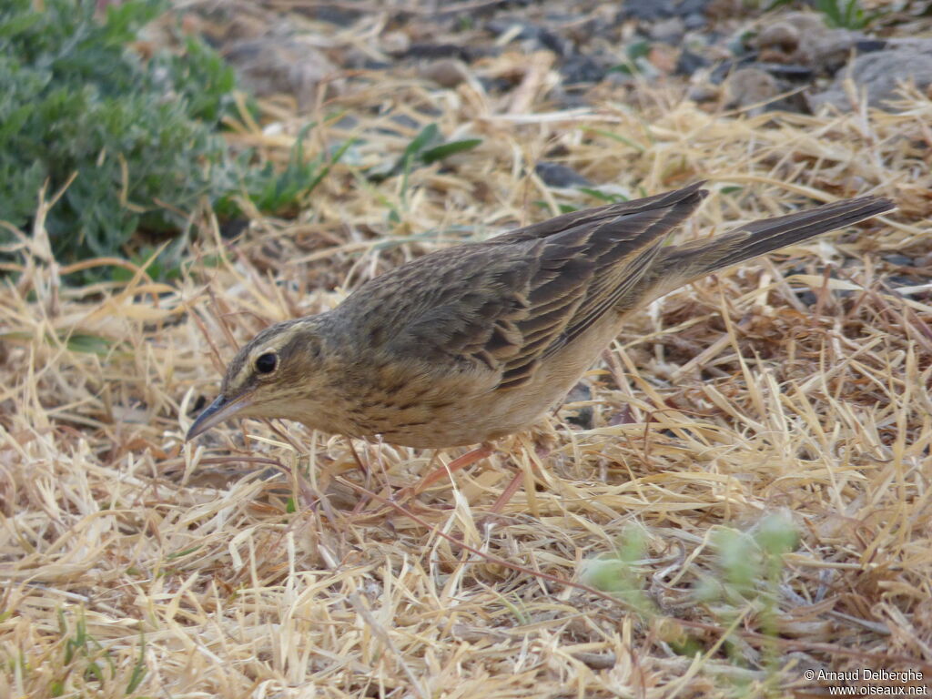 Long-billed Pipit