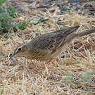 Pipit à long bec