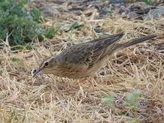 Long-billed Pipit