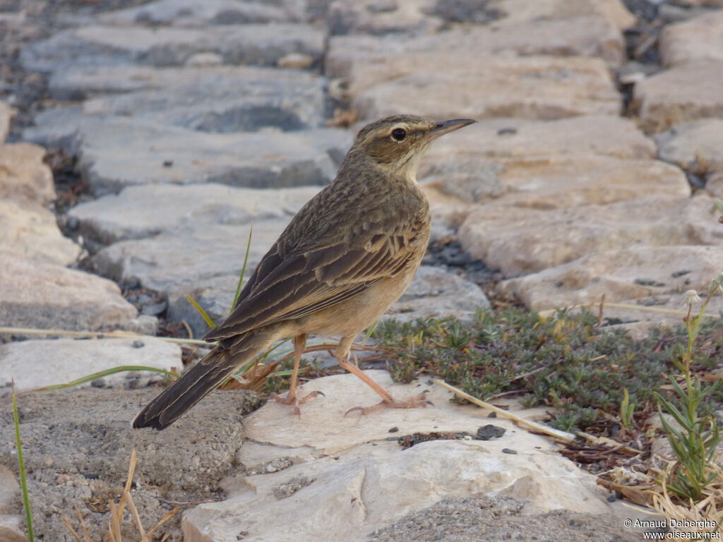 Long-billed Pipit