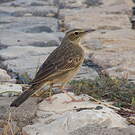 Pipit à long bec