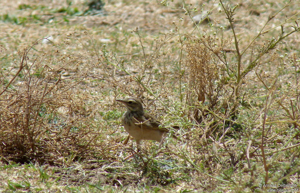 African Pipit