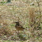 Pipit africain