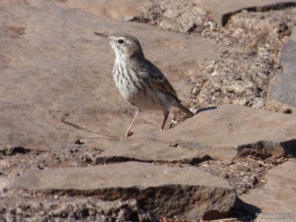 Pipit de Berthelot