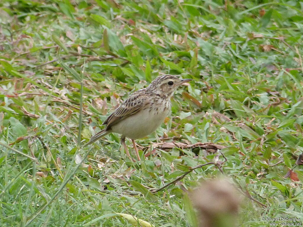 Blyth's Pipit