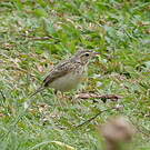 Pipit de Godlewski
