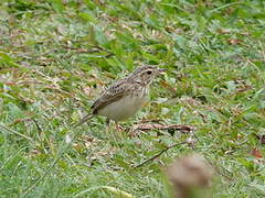 Blyth's Pipit