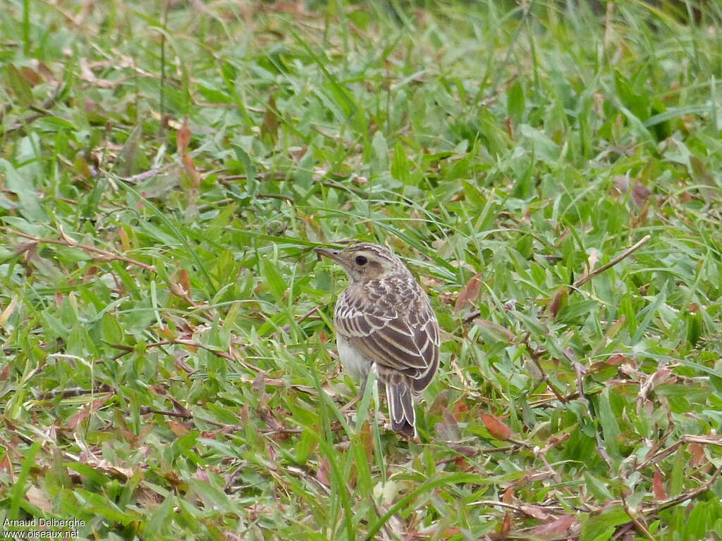 Blyth's Pipit, habitat, pigmentation