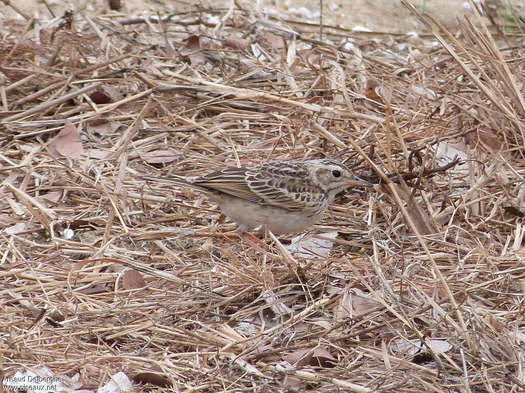 Pipit de Godlewski1ère année, composition, camouflage, pigmentation, pêche/chasse