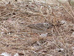 Blyth's Pipit