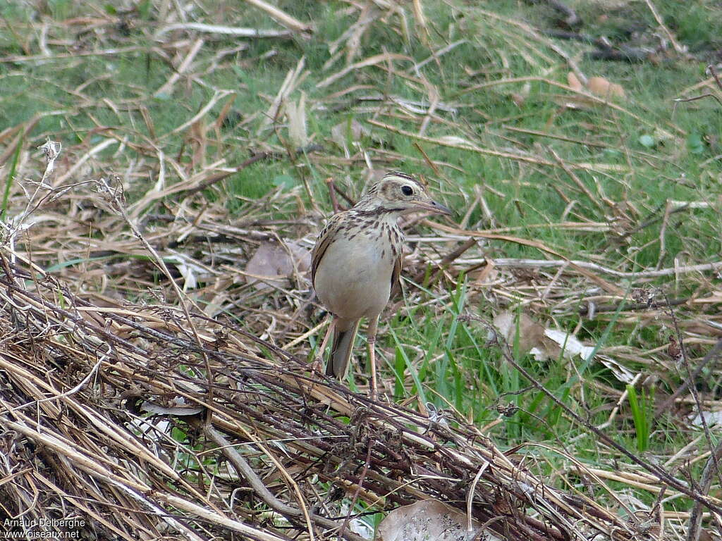 Pipit de Richard, camouflage, pigmentation