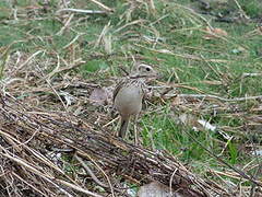 Richard's Pipit