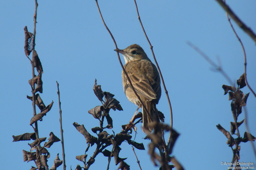 Pipit de Richard