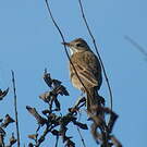 Pipit de Richard