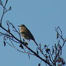 Pipit de Richard