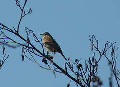 Richard's Pipit