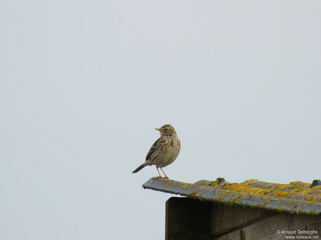 Meadow Pipit