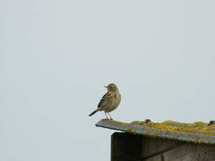 Pipit farlouse