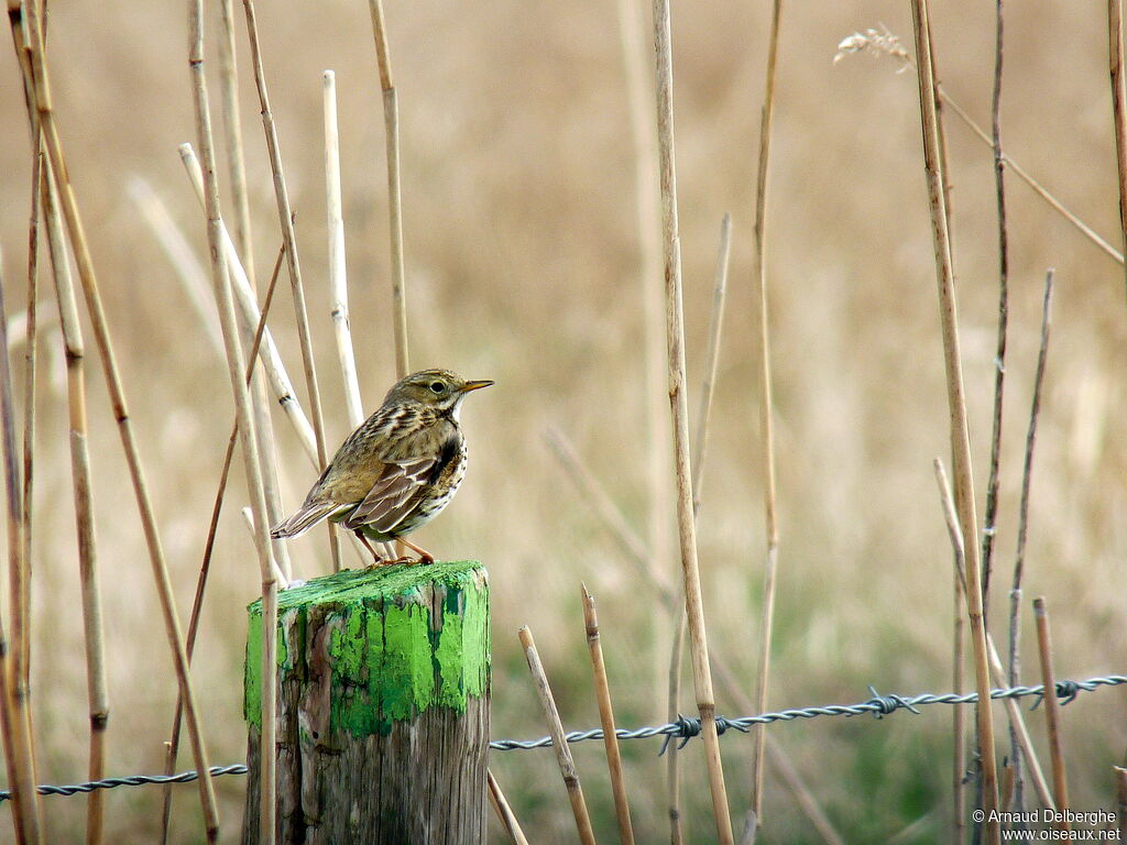 Pipit farlouse