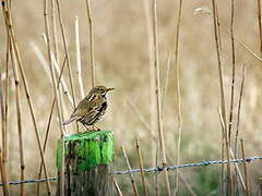 Pipit farlouse