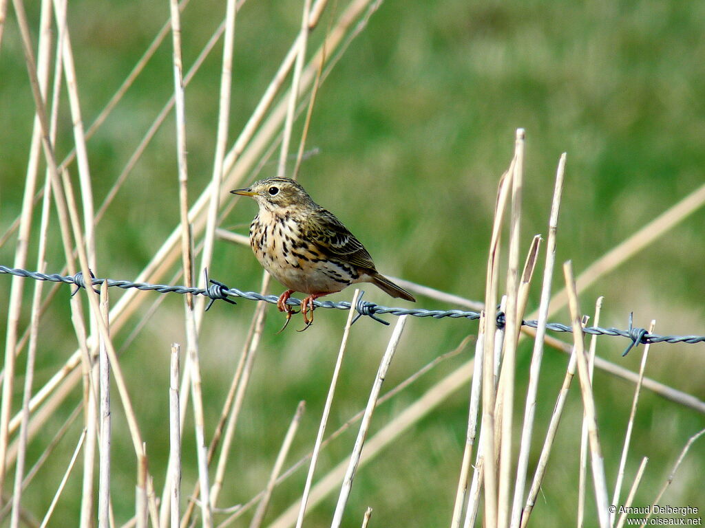 Meadow Pipit