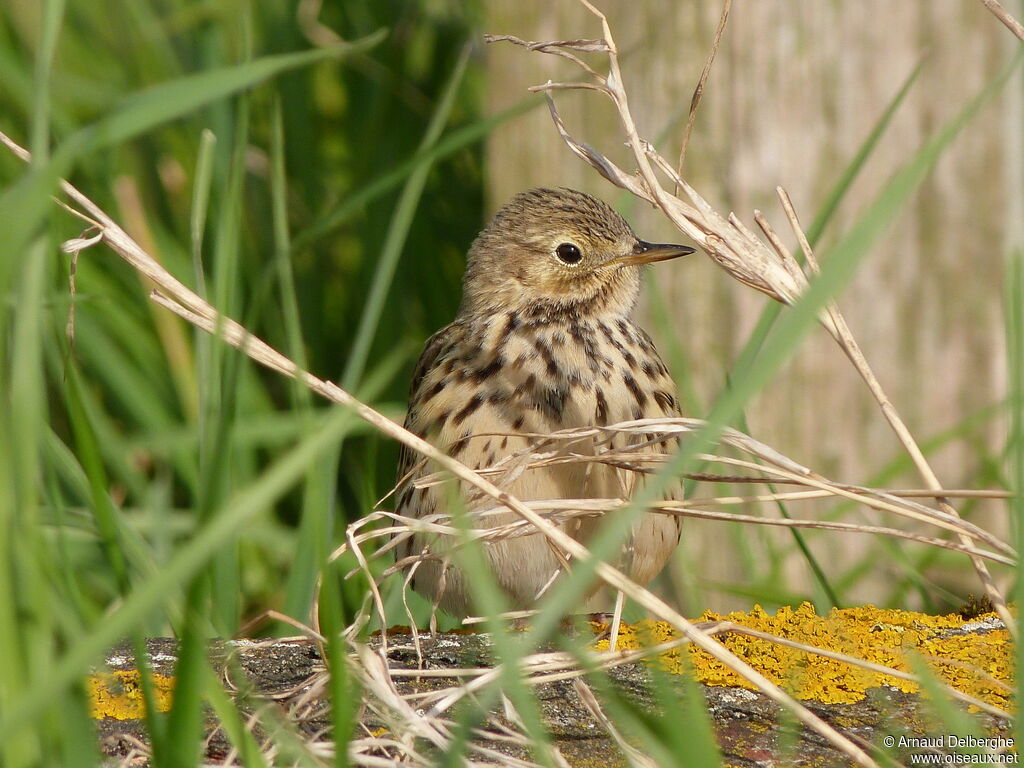 Pipit farlouse