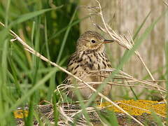 Pipit farlouse