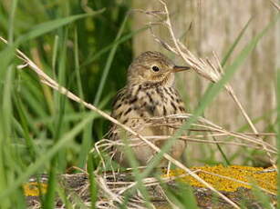 Pipit farlouse