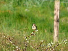 Meadow Pipit