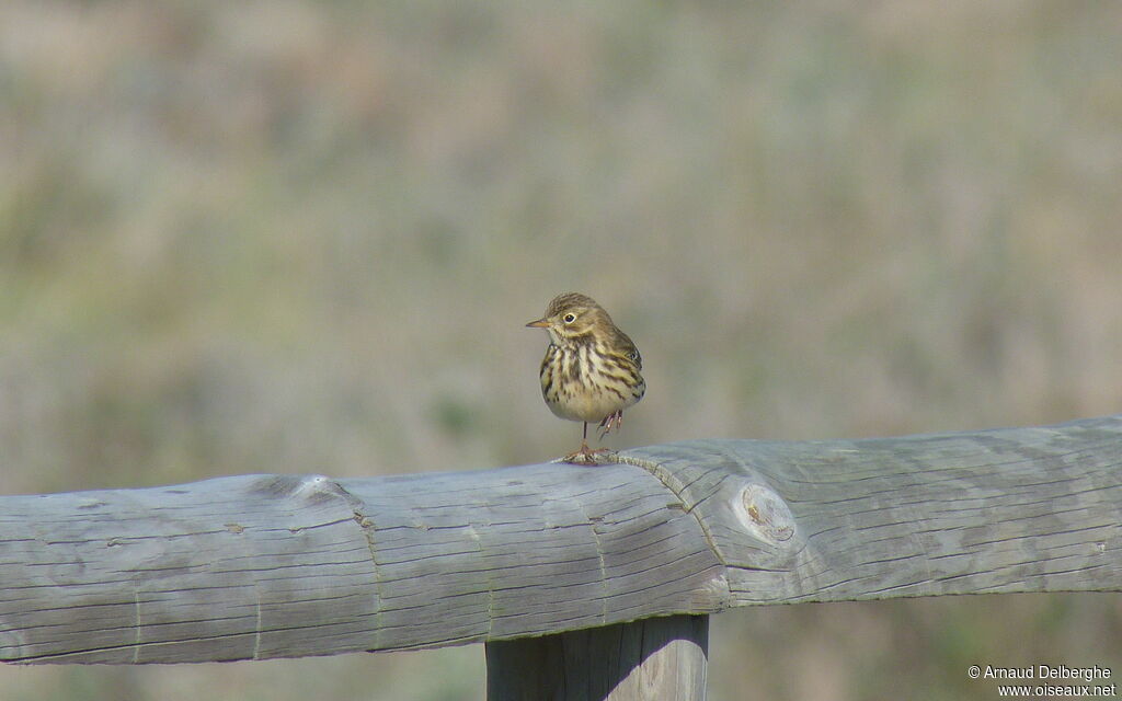 Pipit farlouse