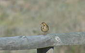 Pipit farlouse