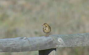 Pipit farlouse