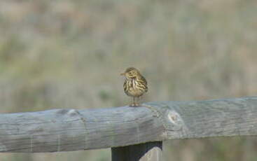 Pipit farlouse