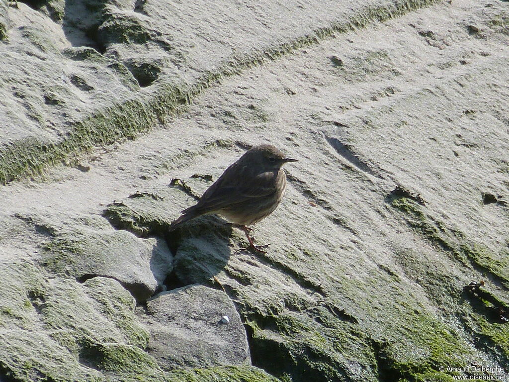 European Rock Pipit