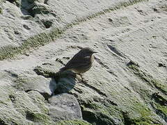 Eurasian Rock Pipit