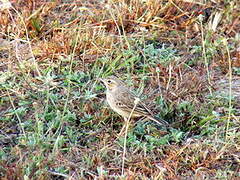 Paddyfield Pipit